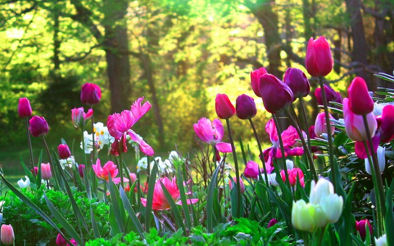 Tulips in a Garden — Pink, Serene, Spring, Photograph, Flowers, Trees, Sunlight