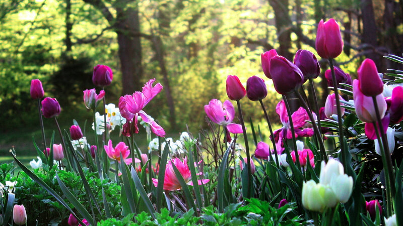 Tulips in a Garden — Pink, Serene, Spring, Photograph, Flowers, Trees