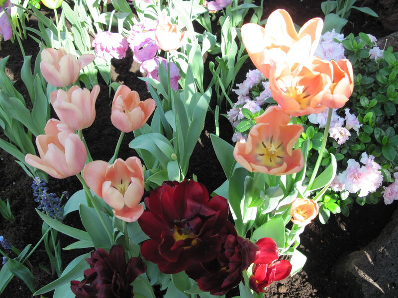 Tulips in a Garden — Pink, Serene, Spring
