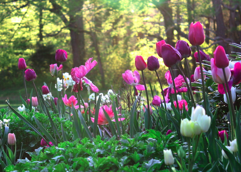 Tulips in a Garden — Pink, Serene