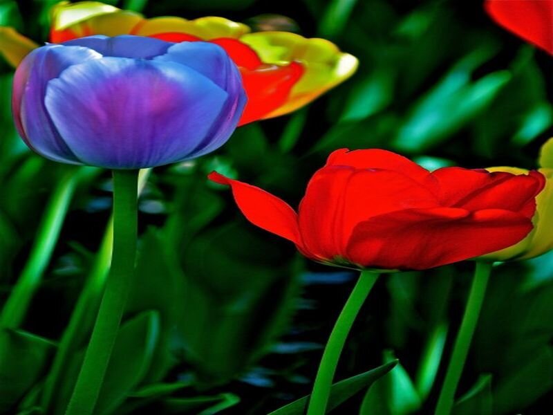Tulips in a Garden — Purple