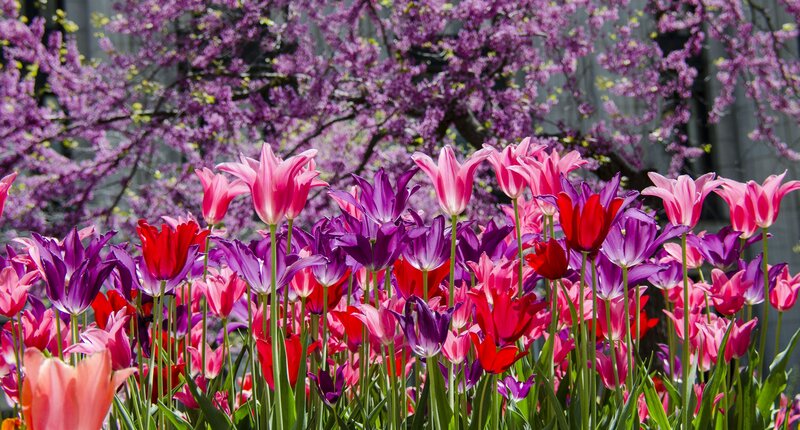 Tulips in a Garden — Purple, Vibrant