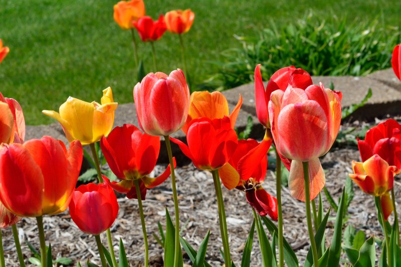 Tulips in a Garden — Red, Bright, Spring