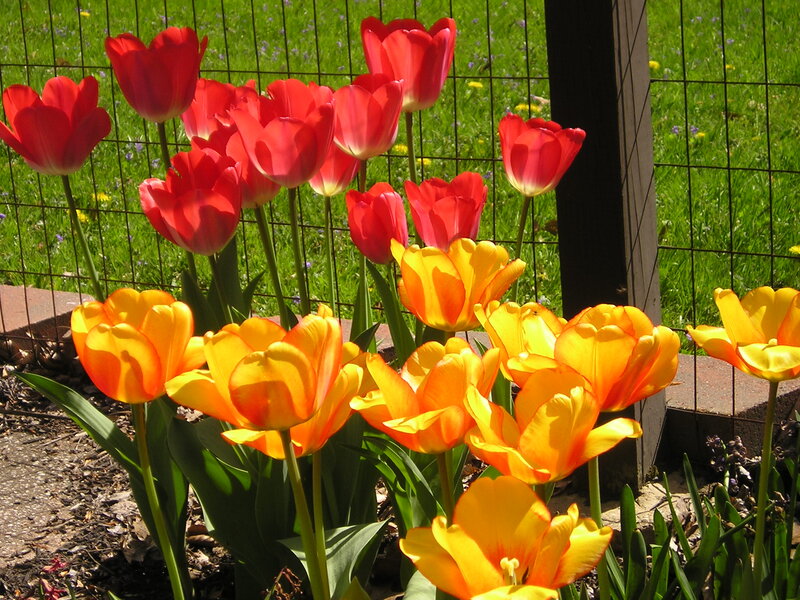 Tulips in a Garden — Red, Bright