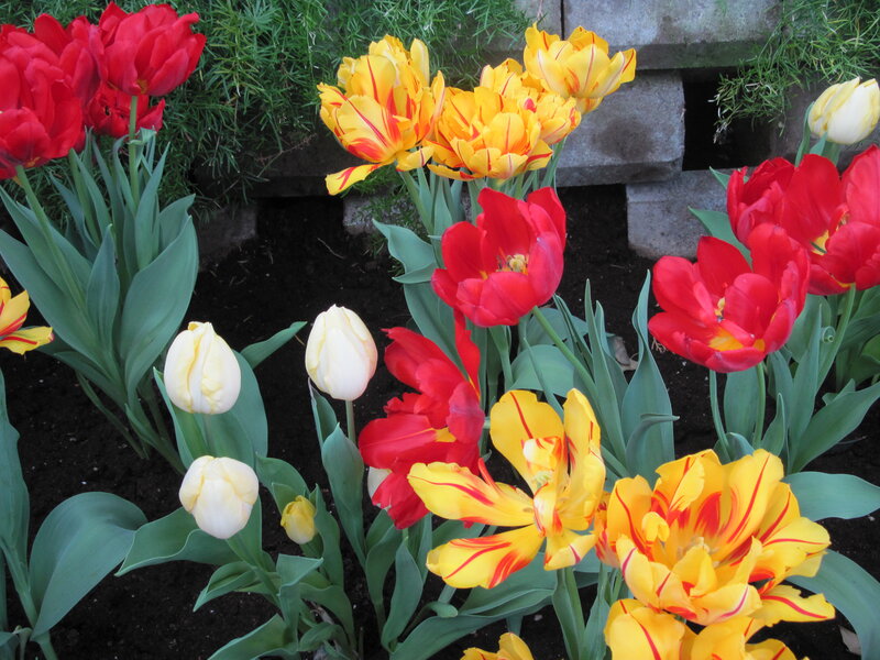 Tulips in a Garden — Red, Calm, Spring, Photograph