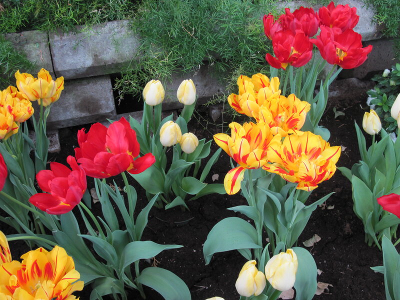 Tulips in a Garden — Red, Calm, Spring