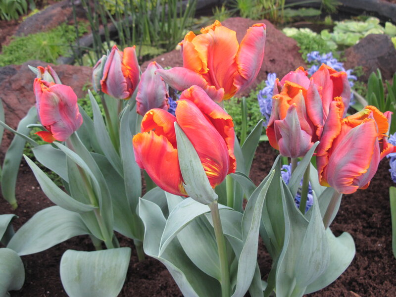 Tulips in a Garden — Red, Calm