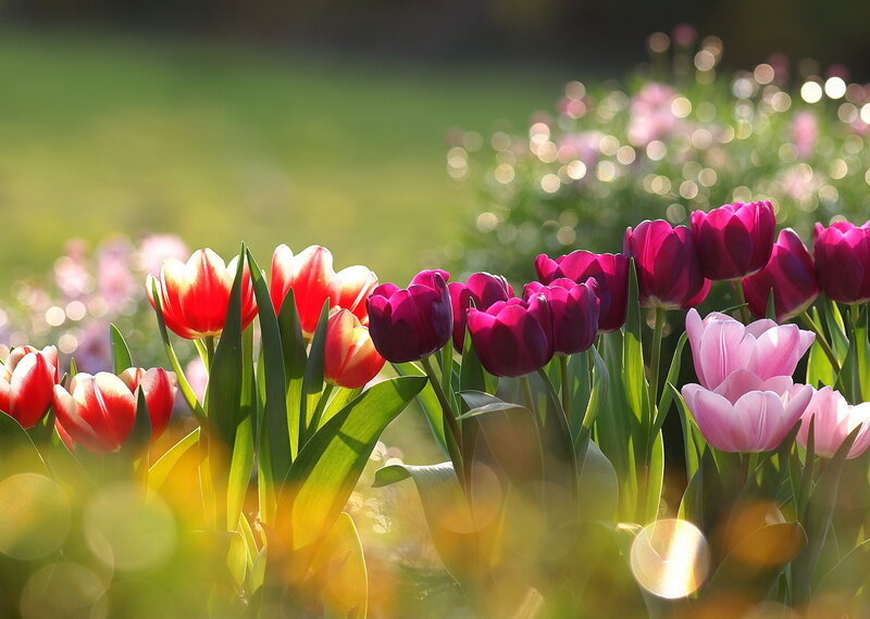 Tulips in a Garden — Red, Serene, Afternoon