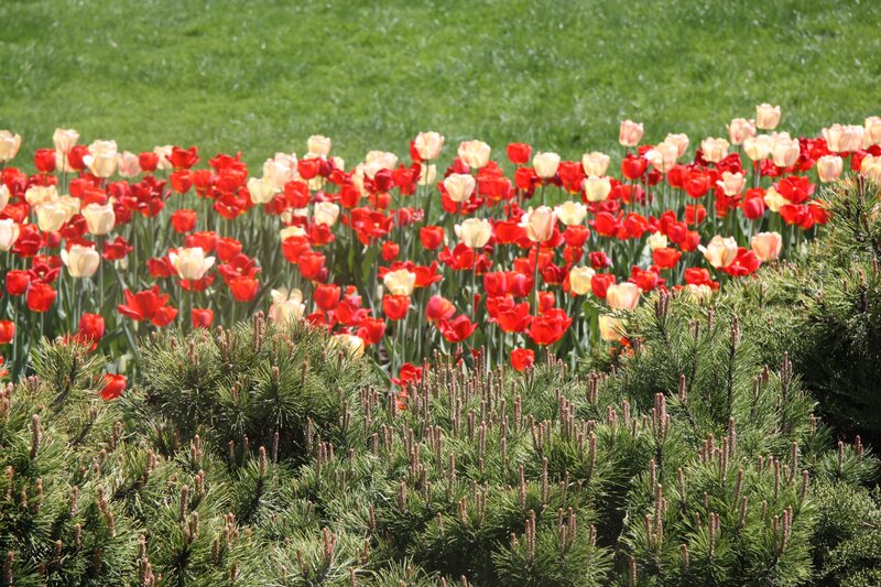 Tulips in a Garden — Red, Serene, Spring, Photograph, Pine Trees