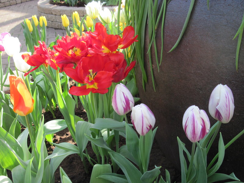 Tulips in a Garden — Red, Serene, Spring, Photograph