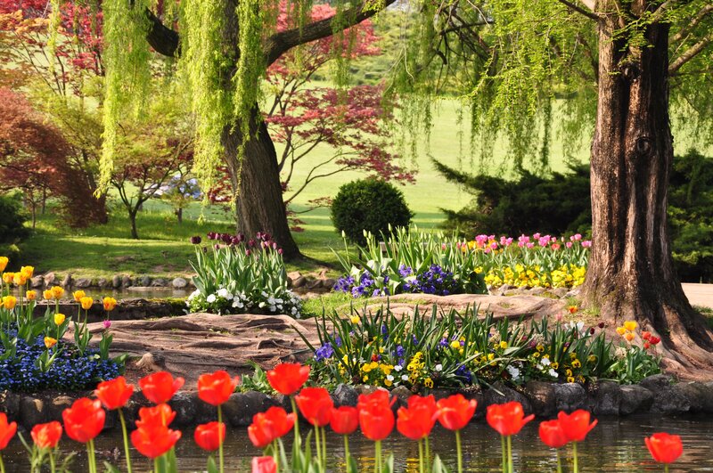Tulips in a Garden — Red, Serene, Spring, Photograph, Trees