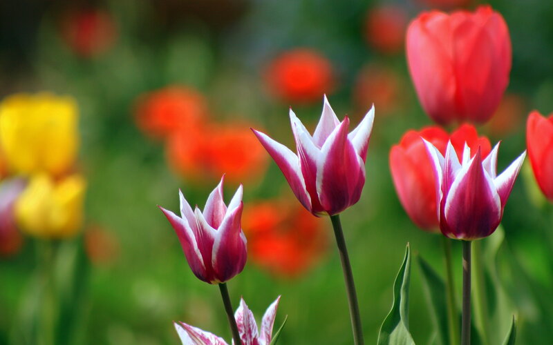 Tulips in a Garden — Red, Serene, Spring