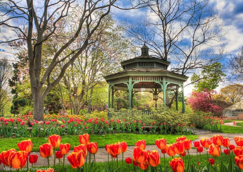 Tulips in a Garden — Red, Serene