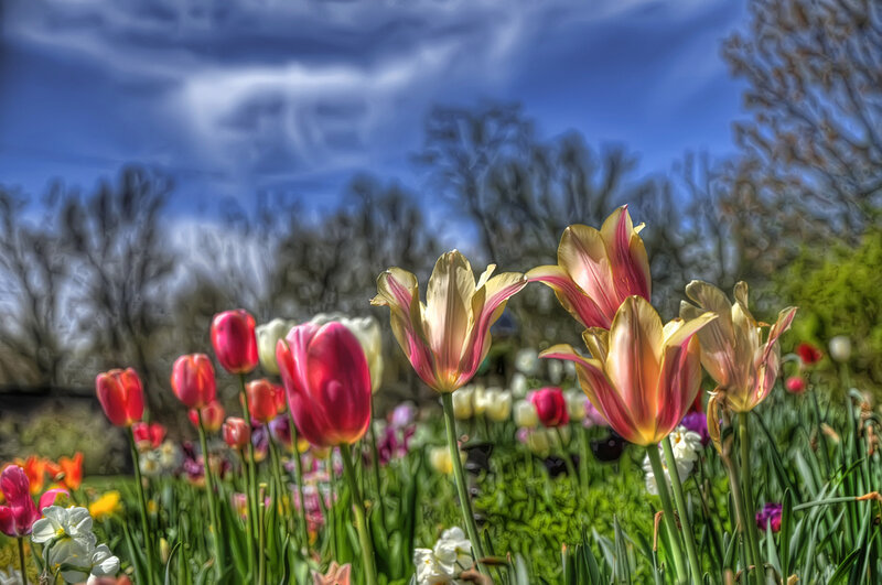 Tulips in a Garden — Red