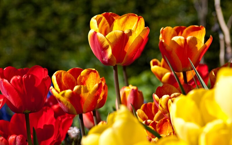 Tulips in a Garden — Red, Vibrant, Afternoon, Photograph