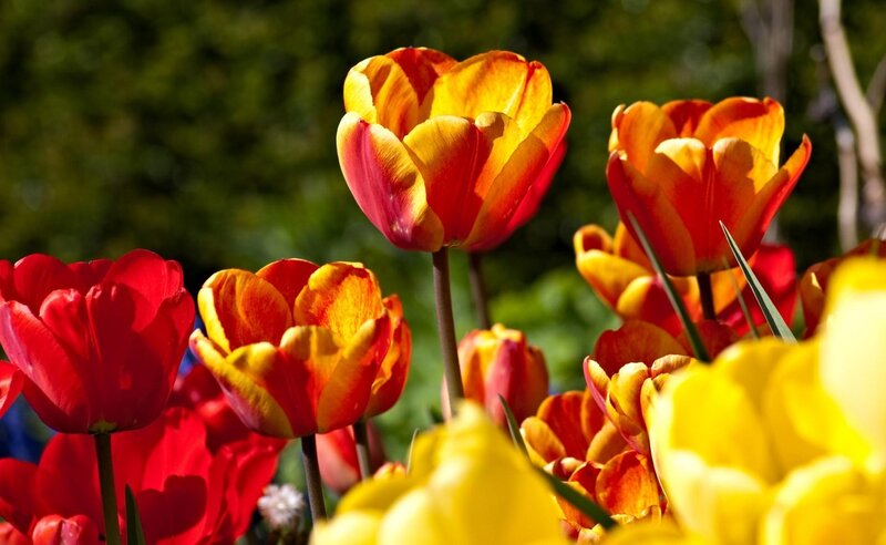 Tulips in a Garden — Red, Vibrant, Afternoon