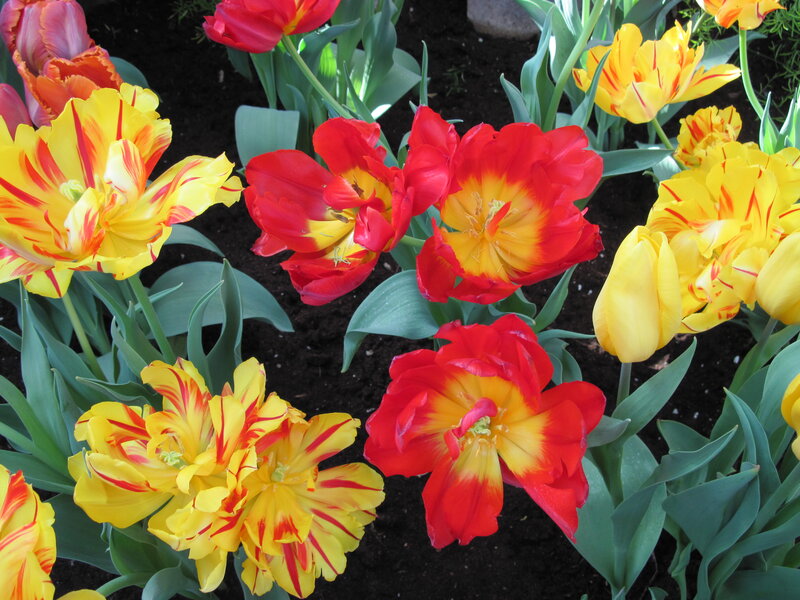 Tulips in a Garden — Red, Vibrant, Spring