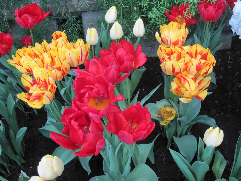 Tulips in a Garden — Red, Vibrant