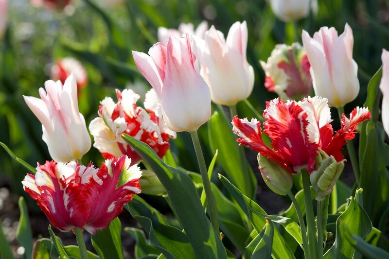 Tulips in a garden
