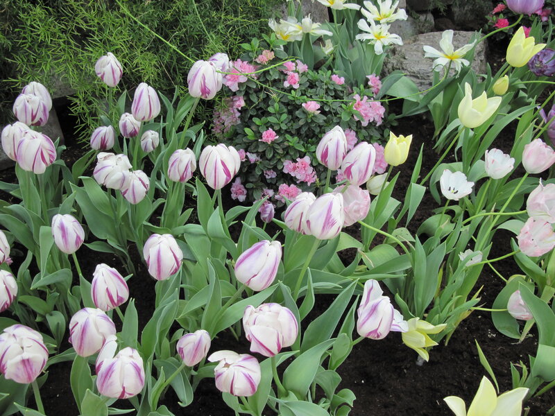 Tulips in a Garden — White, Calm