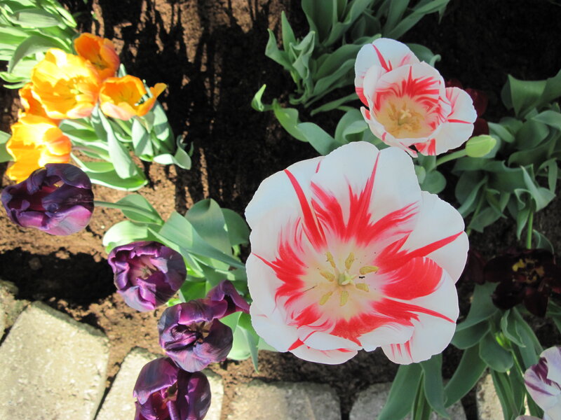 Tulips in a Garden — White, Serene, Spring, Photograph, Flowers, Soil