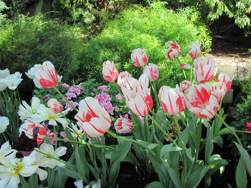 Tulips in a Garden — White, Serene, Spring, Photograph, Flowers