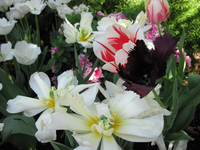 Tulips in a Garden — White, Serene, Spring