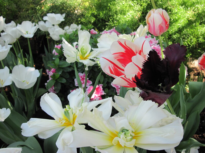 Tulips in a Garden — White, Serene
