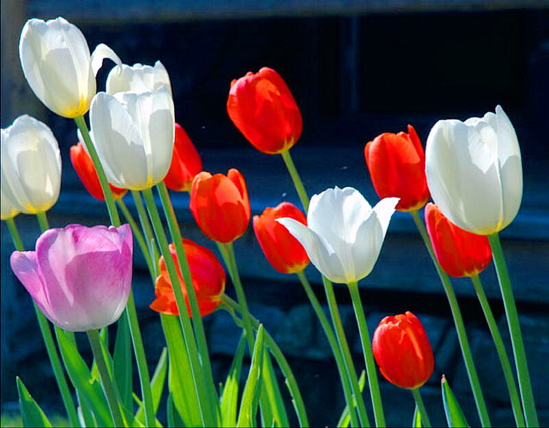 Tulips in a Garden — White