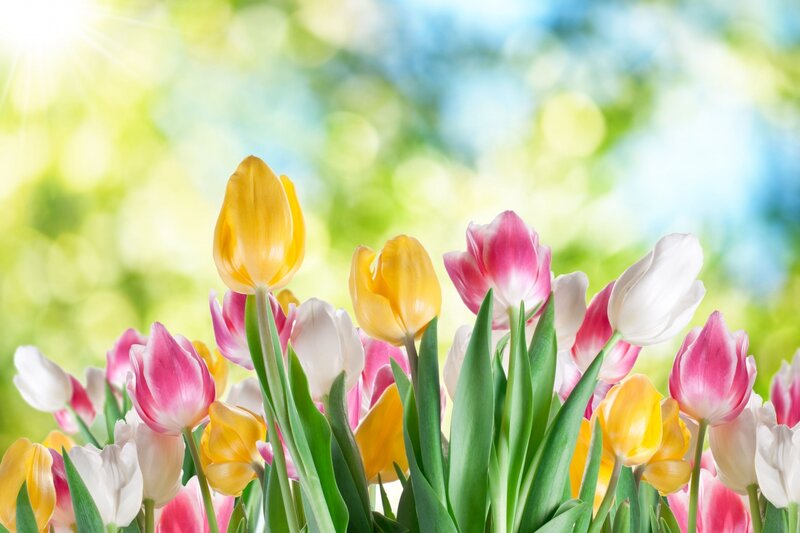 Tulips in a Garden — Yellow, Bright, Cheerful