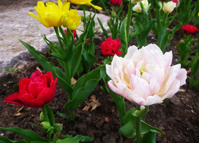 Tulips in a Garden — Yellow, Calm, Spring