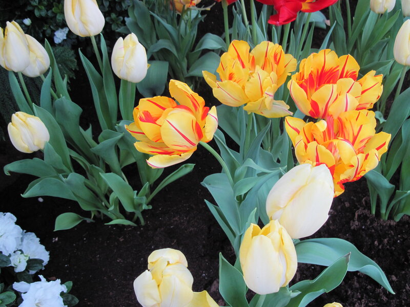 Tulips in a Garden — Yellow, Calm