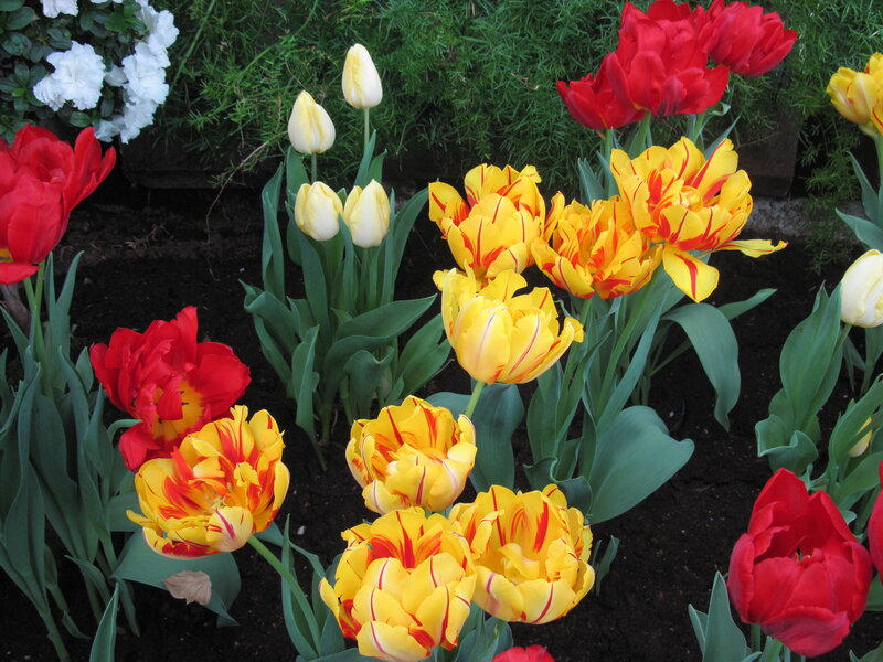 Tulips in a Garden — Yellow, Colorful