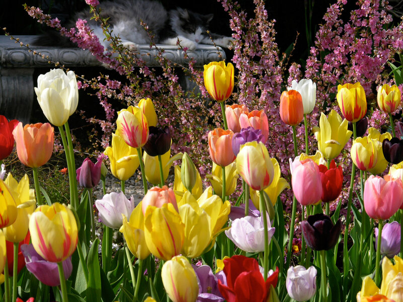 Tulips in a Garden — Yellow