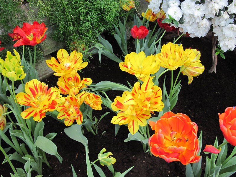 Tulips in a Garden — Yellow, Vibrant, Spring