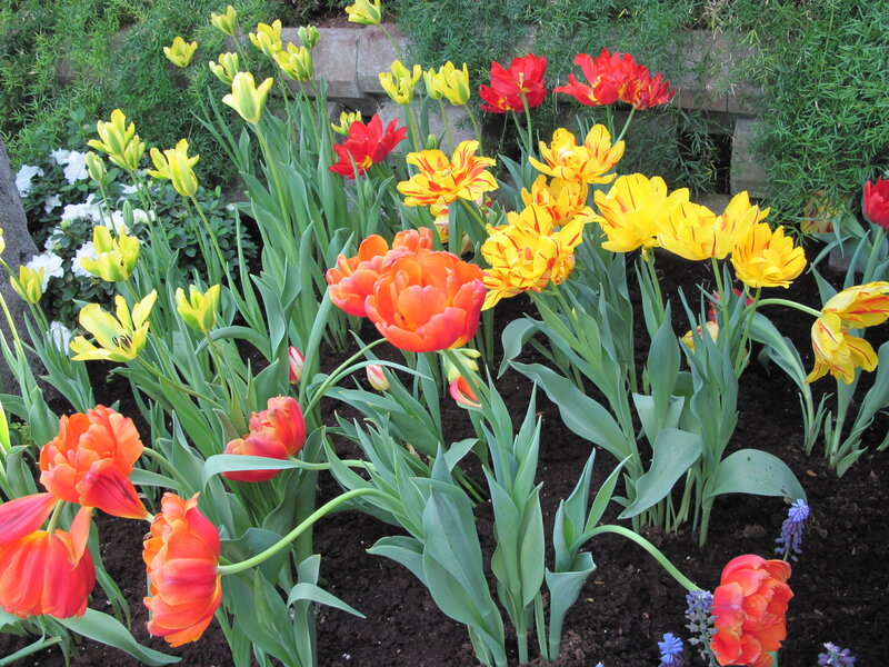 Tulips in a Garden — Yellow, Vibrant