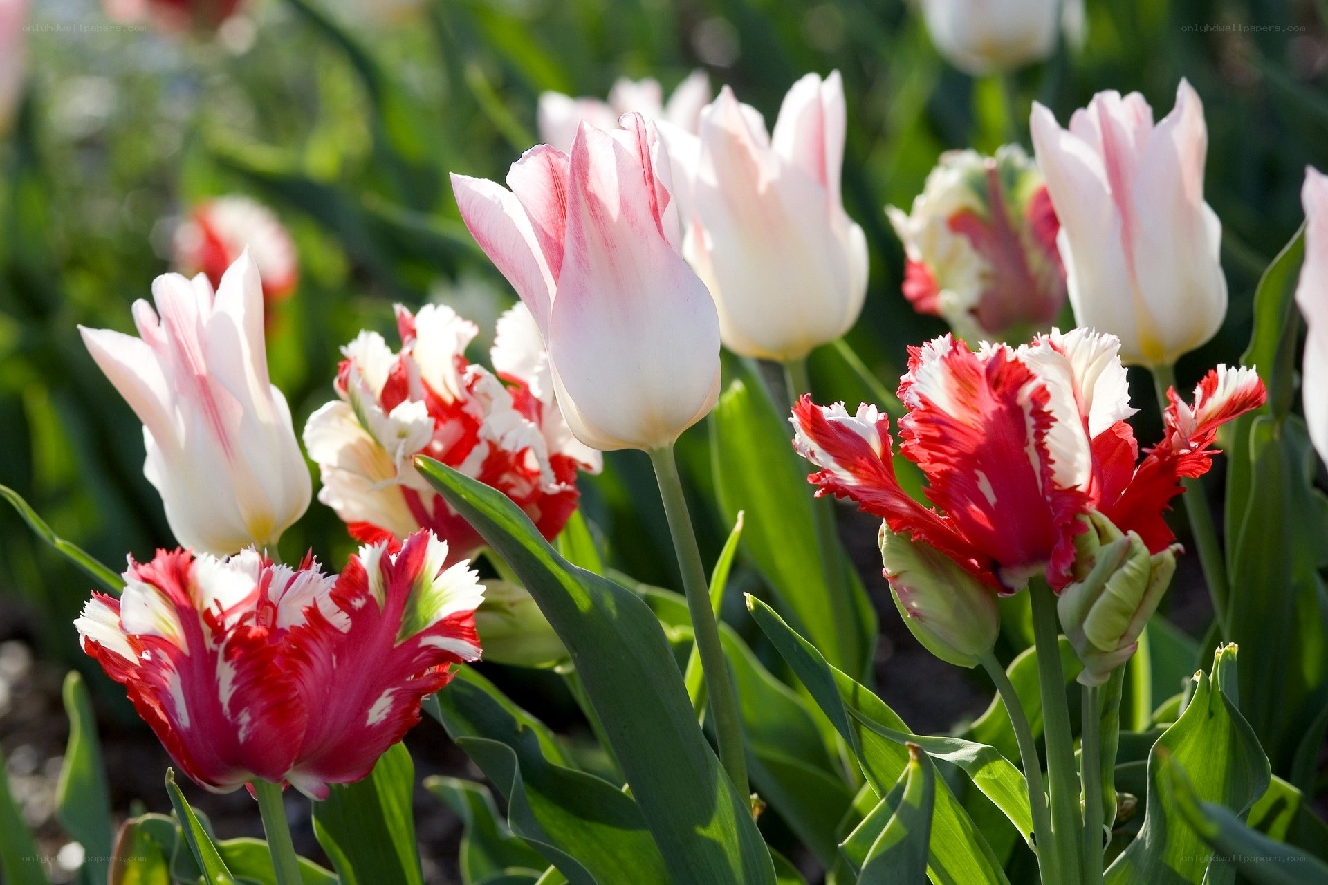 Tulips in a garden