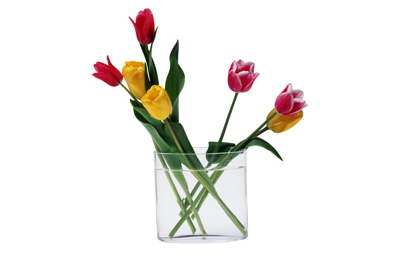 tulips in a glass vase