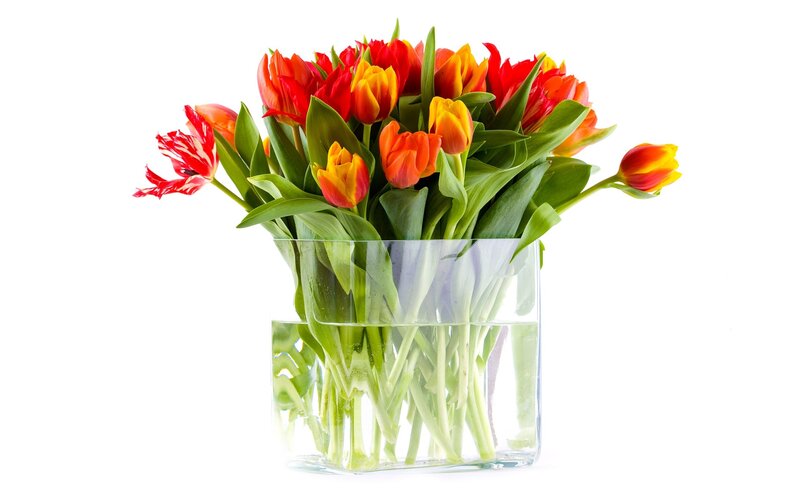tulips in a glass vase