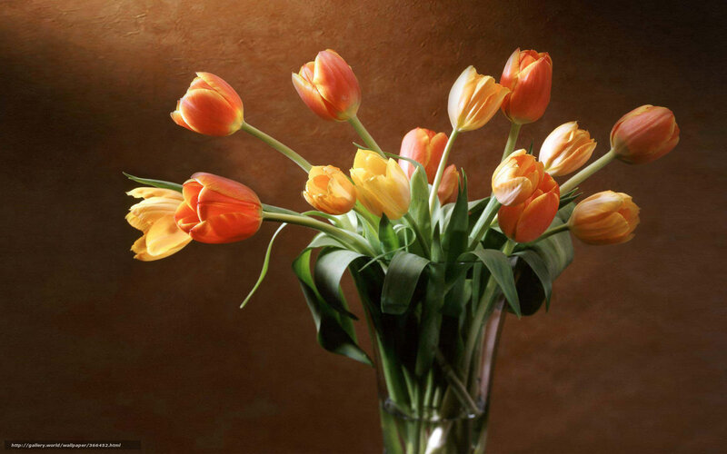 Tulips in a glass vase