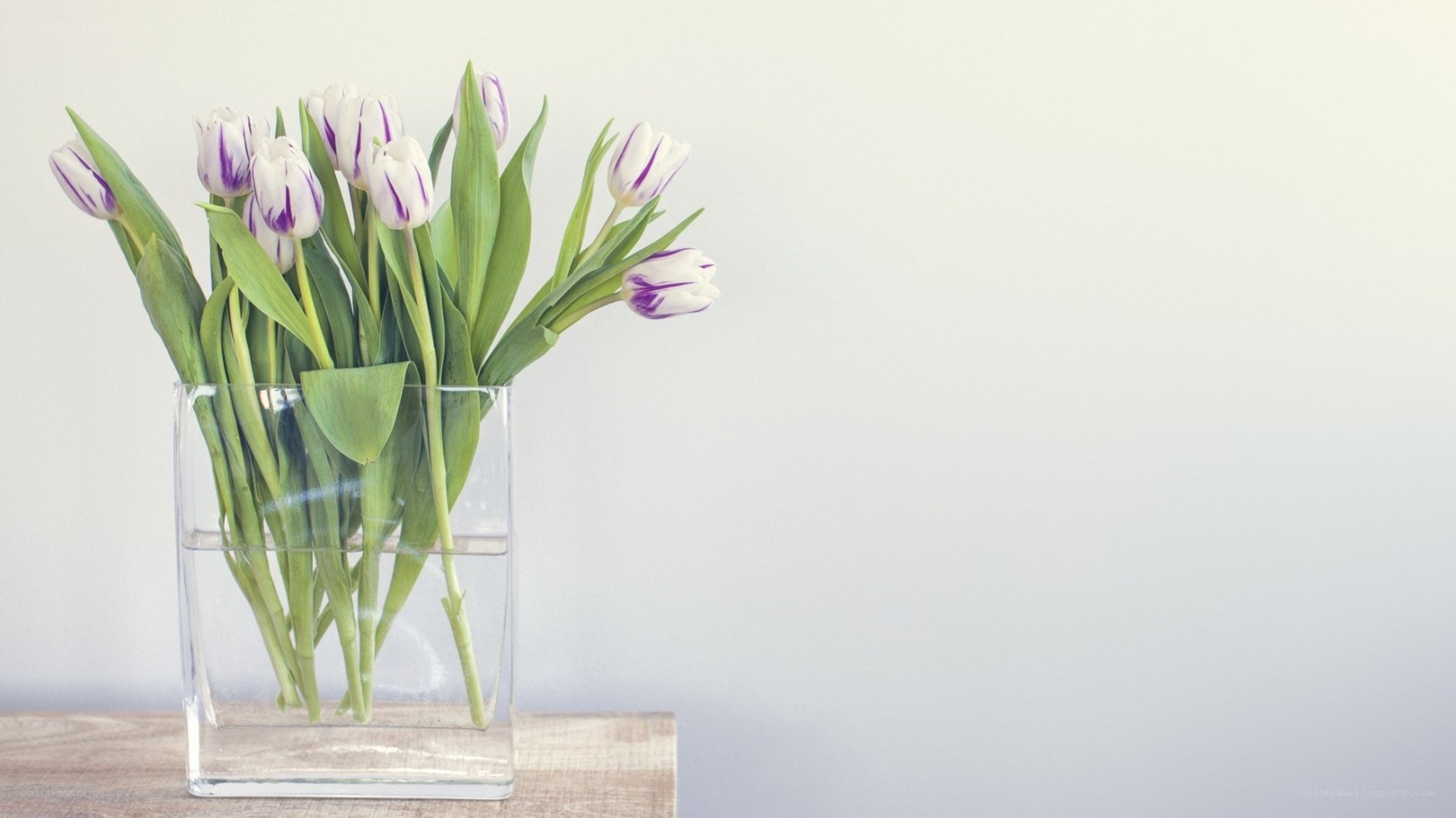 tulips in a glass vase