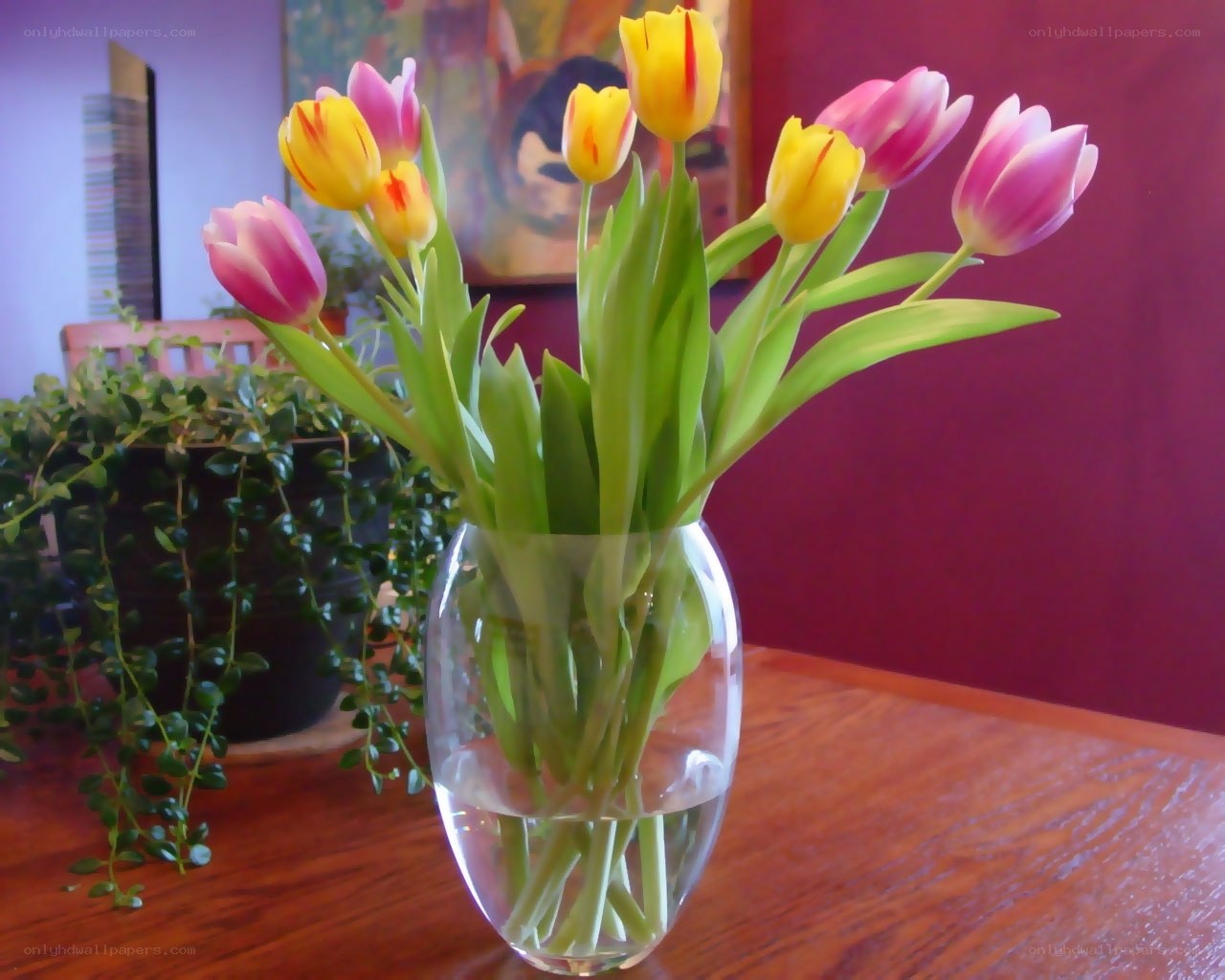 Tulips in a glass vase