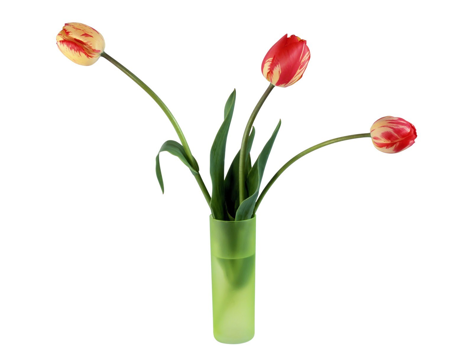 tulips in a green vase