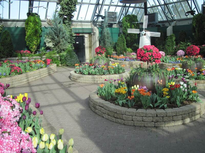Tulips in a Greenhouse — Pink