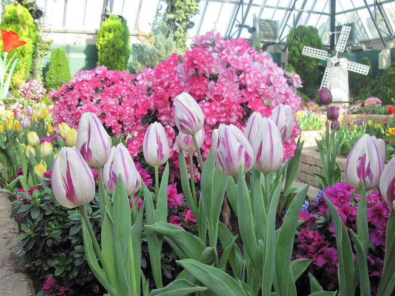 Tulips in a Greenhouse