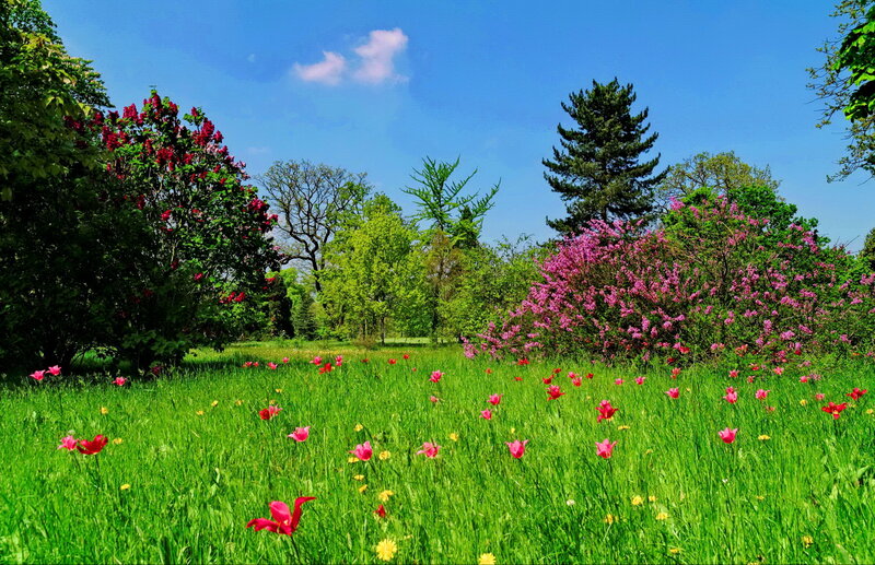 Tulips in a Meadow