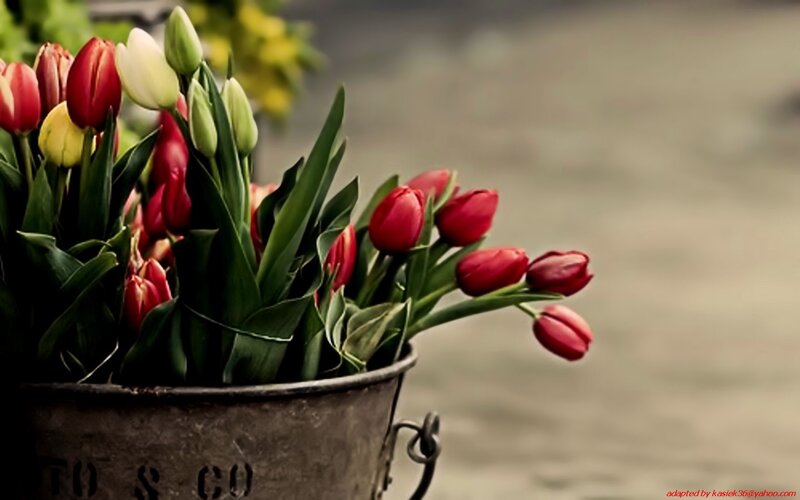 tulips in a metal bucket