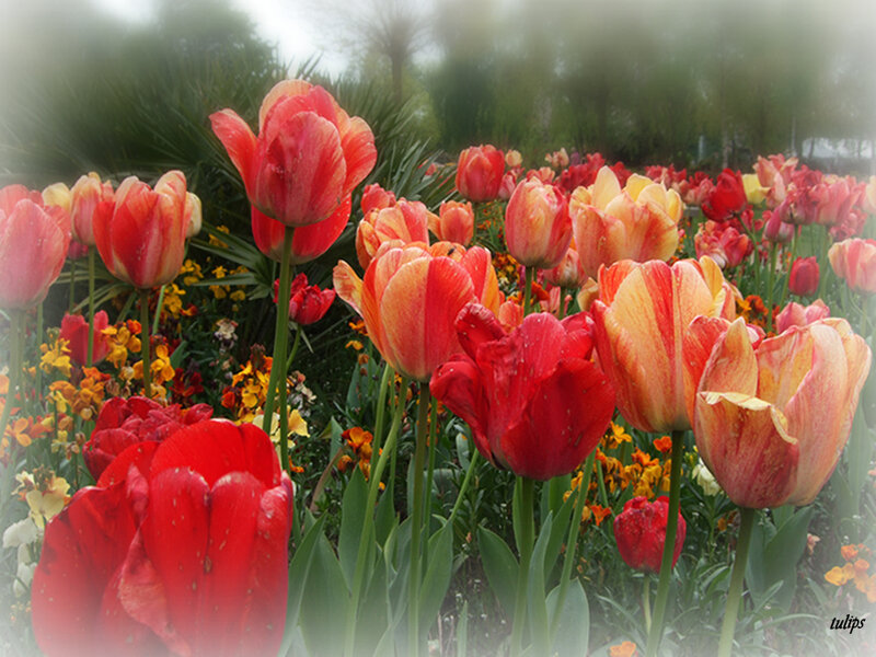 Tulips in a misty garden