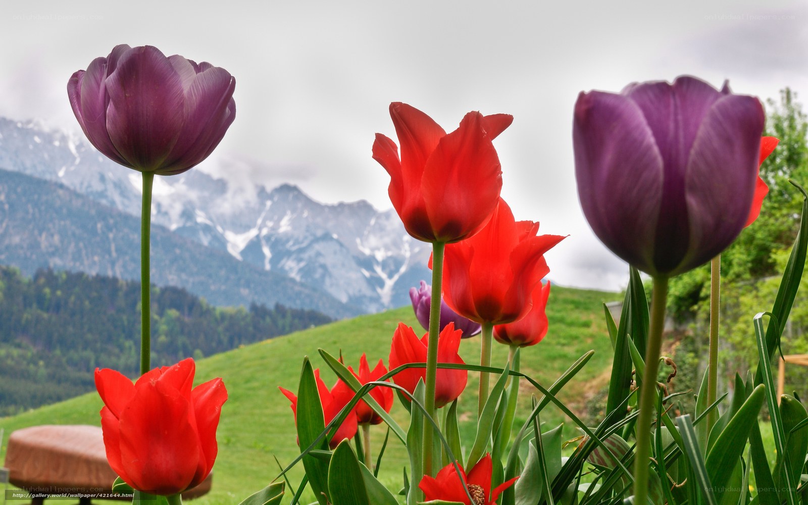 Tulips in a mountain meadow
