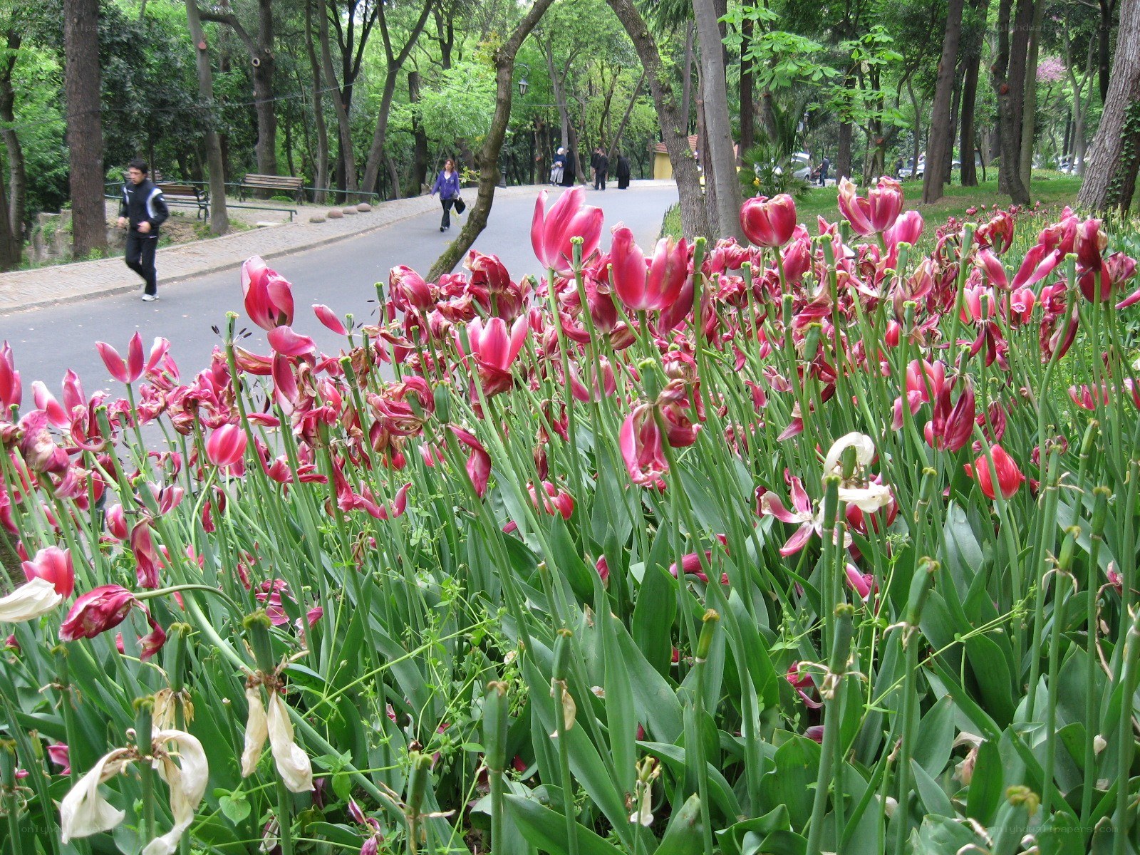 tulips in a park
